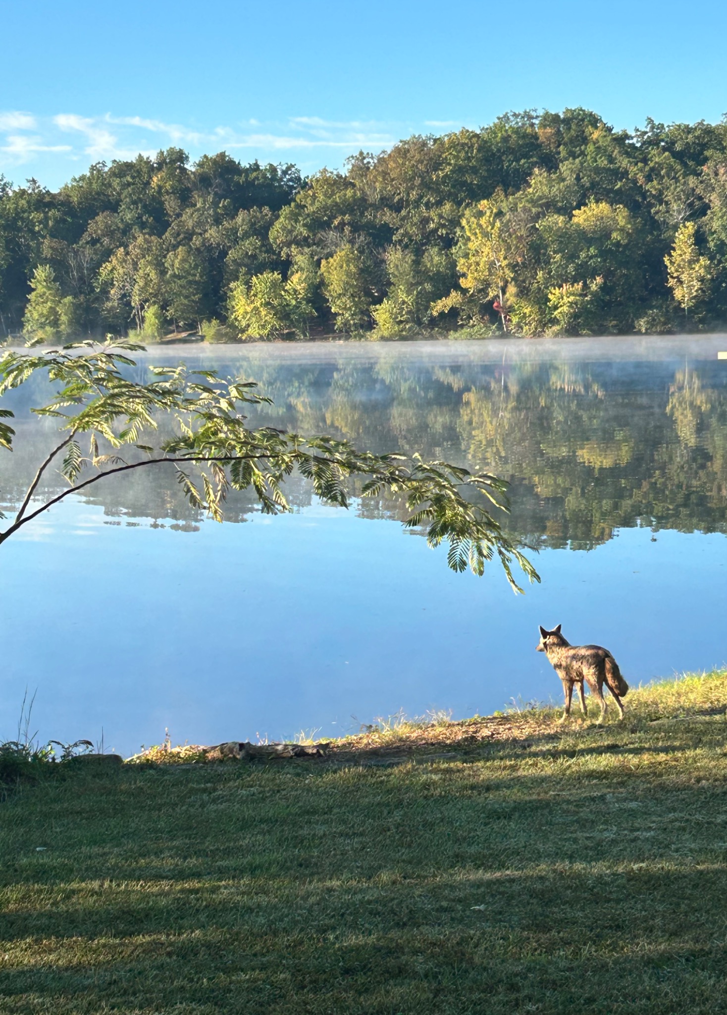 Morning mist over the wooded Peaceful Point lake